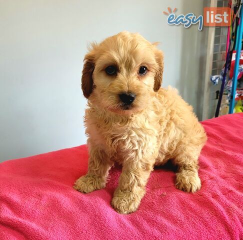 Cocker Spaniel x Toy Poodle puppies Male and Female ready now