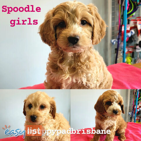 Cocker Spaniel x Toy Poodle puppies Male and Female ready now