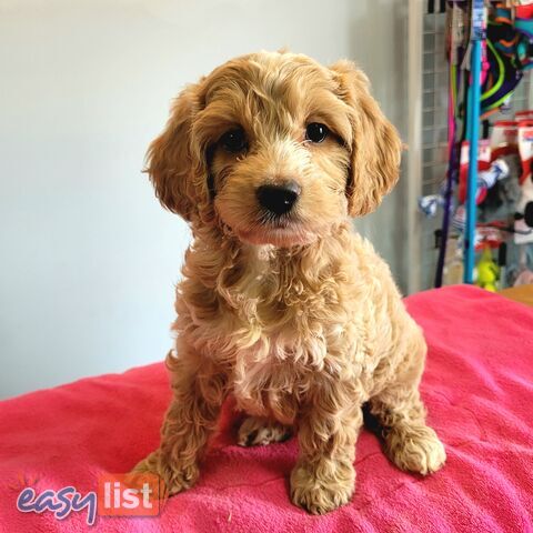Cocker Spaniel x Toy Poodle puppies Male and Female ready now
