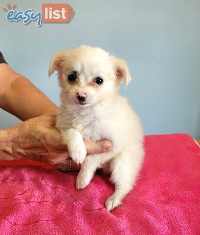 Chihuahua x Maltese puppies Females ready now