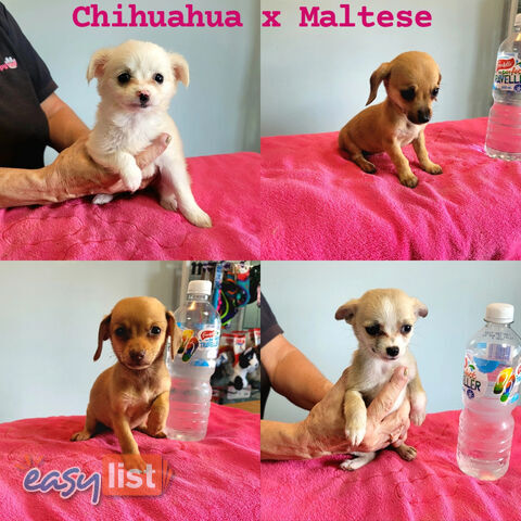 Chihuahua x Maltese puppies Females ready now