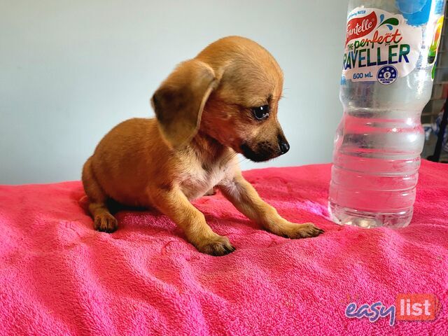 Chihuahua x Maltese puppies Females ready now