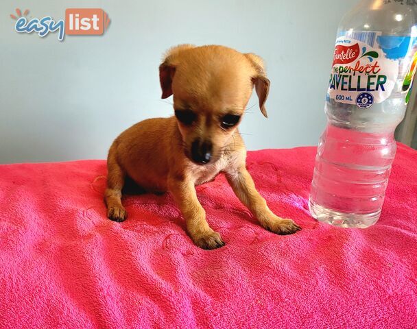 Chihuahua x Maltese puppies Females ready now