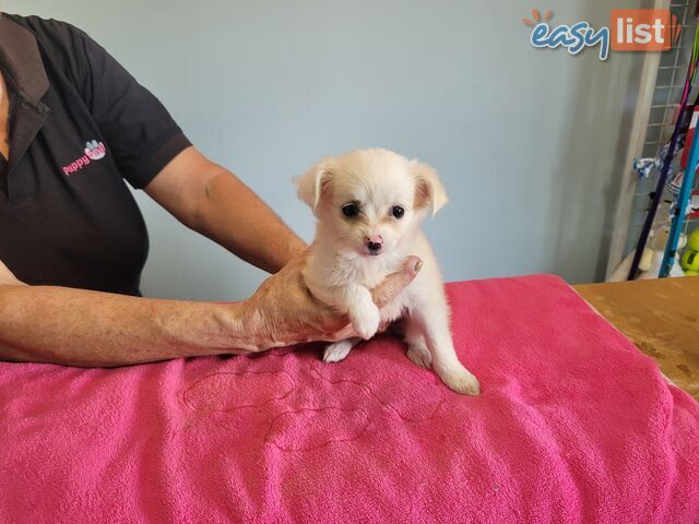Chihuahua x Maltese puppies Females ready now