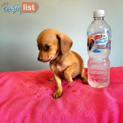 Chihuahua x Maltese puppies Females ready now