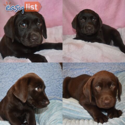 Labrador best sale breeder brisbane