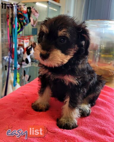 Mini Schnauzer x Toy Poodle puppies Male and Female ready now