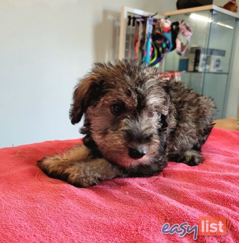 Mini Schnauzer x Toy Poodle puppies Male and Female ready now