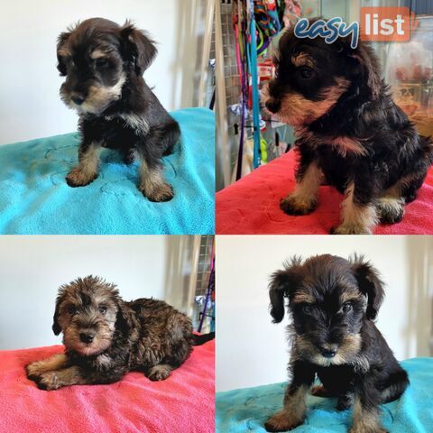 Mini Schnauzer x Toy Poodle puppies Male and Female ready now