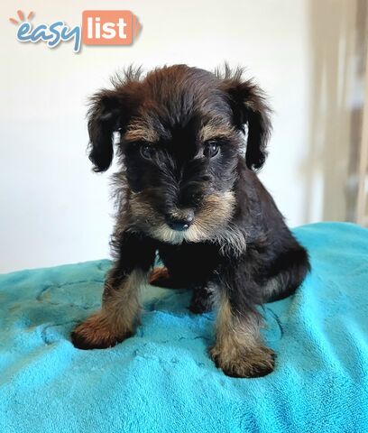 Mini Schnauzer x Toy Poodle puppies Male and Female ready now