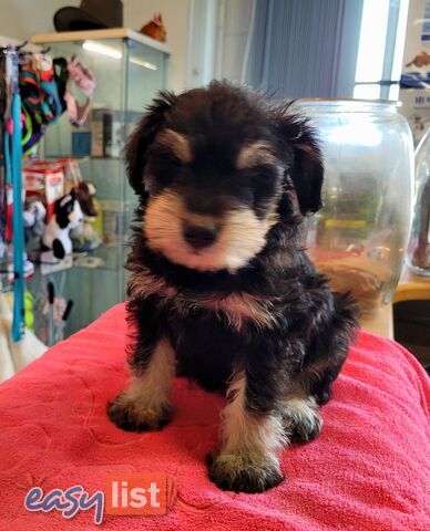 Mini Schnauzer x Toy Poodle puppies Male and Female ready now