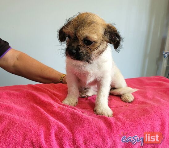 Pug x Shih Tzu puppies Male and Female ready now