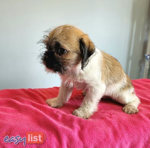 Pug x Shih Tzu puppies Male and Female ready now