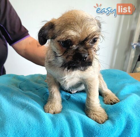 Pug x Shih Tzu puppies Male and Female ready now