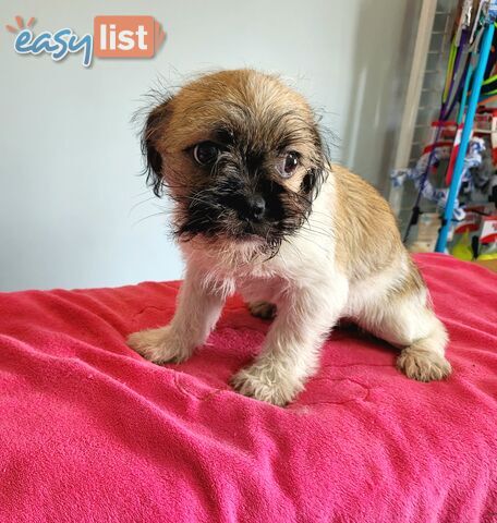 Pug x Shih Tzu puppies Male and Female ready now