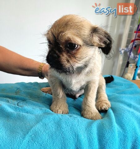 Pug x Shih Tzu puppies Male and Female ready now