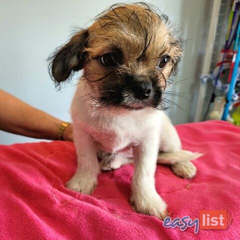 Pug x Shih Tzu puppies Male and Female ready now