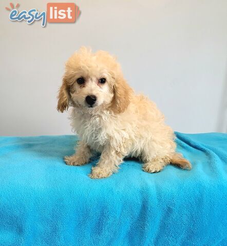 Cavoodle puppies Male and Female ready now
