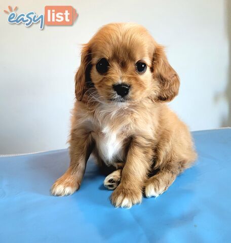 Cavoodle puppies Male ready now