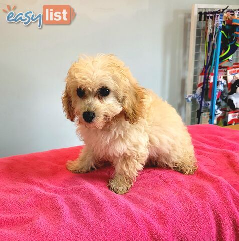 Cavoodle puppies Male and Female ready now