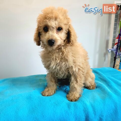 Cavoodle puppies Male and Female ready now