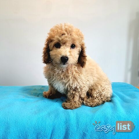 Cavoodle puppies Male and Female ready now
