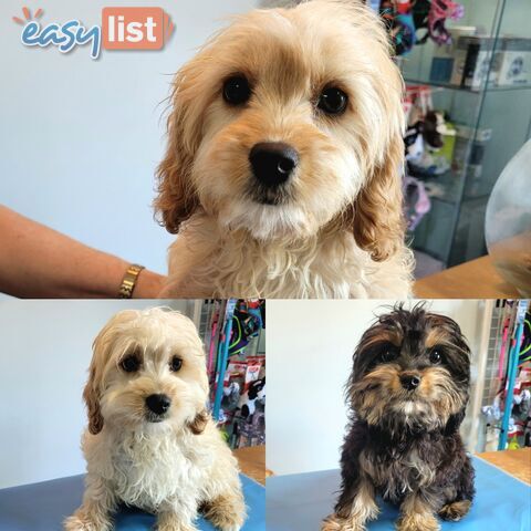 Cavoodle puppies Male and Female ready now
