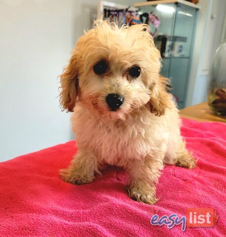 Cavoodle puppies Male and Female ready now