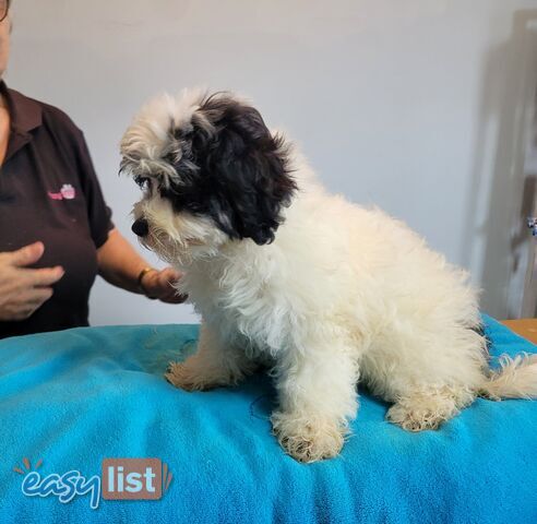 Shih Tzu x Toy Poodle puppies Male and Female ready now