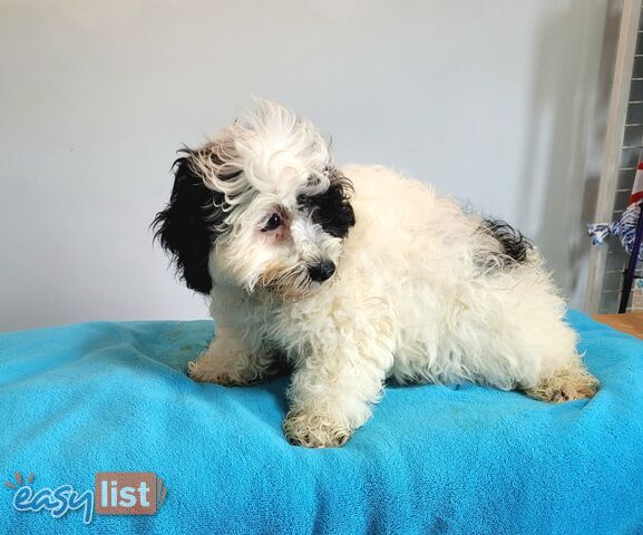 Shih Tzu x Toy Poodle puppies Male and Female ready now
