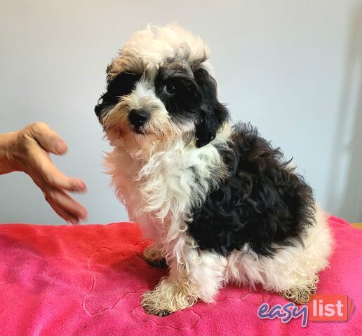 Shih Tzu x Toy Poodle puppies Male and Female ready now