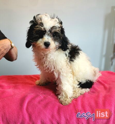 Shih Tzu x Toy Poodle puppies Male and Female ready now