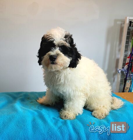 Shih Tzu x Toy Poodle puppies Male and Female ready now