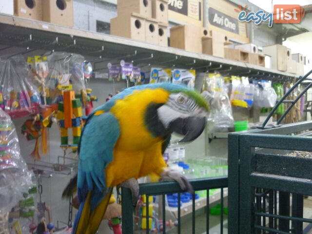 Macaw