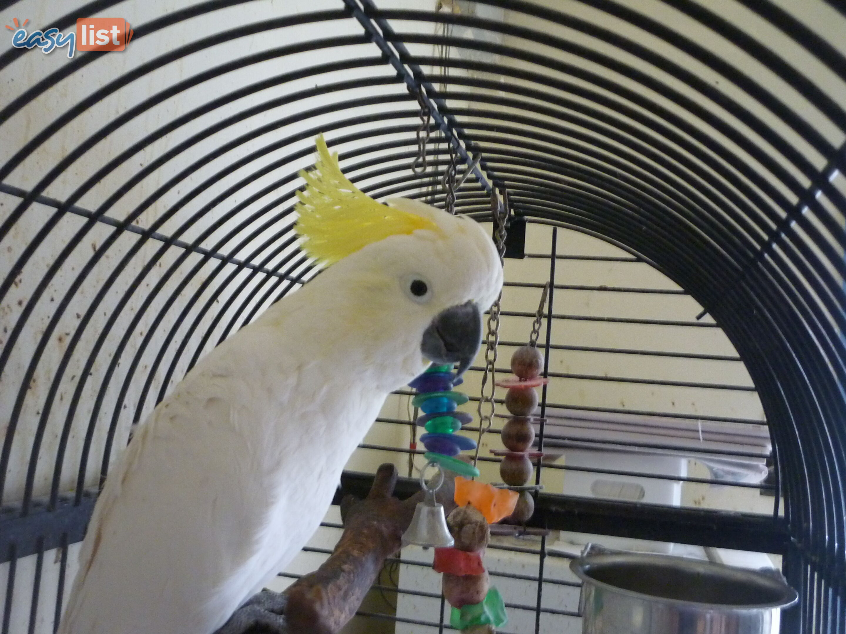 Cocky