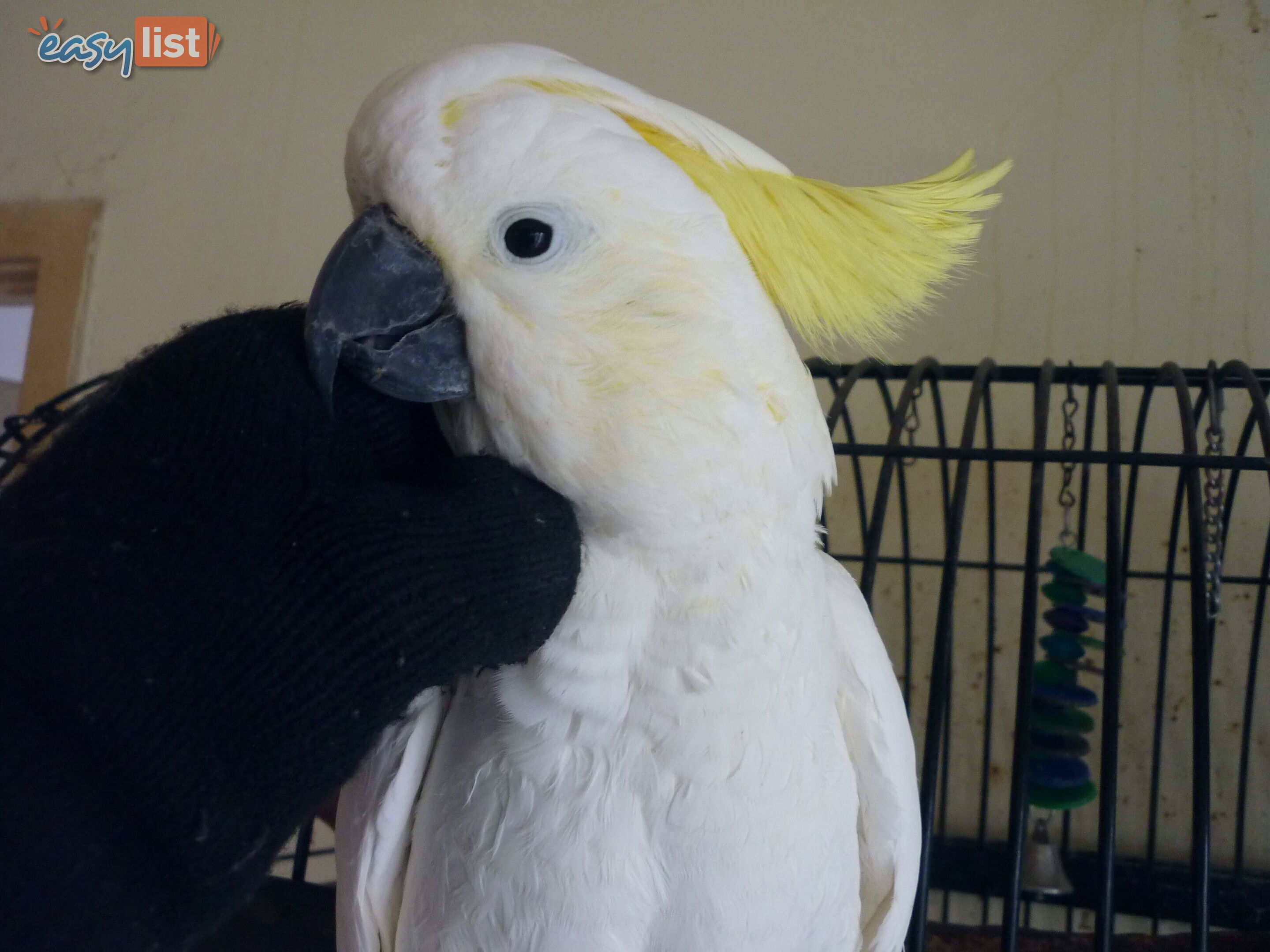 Cocky