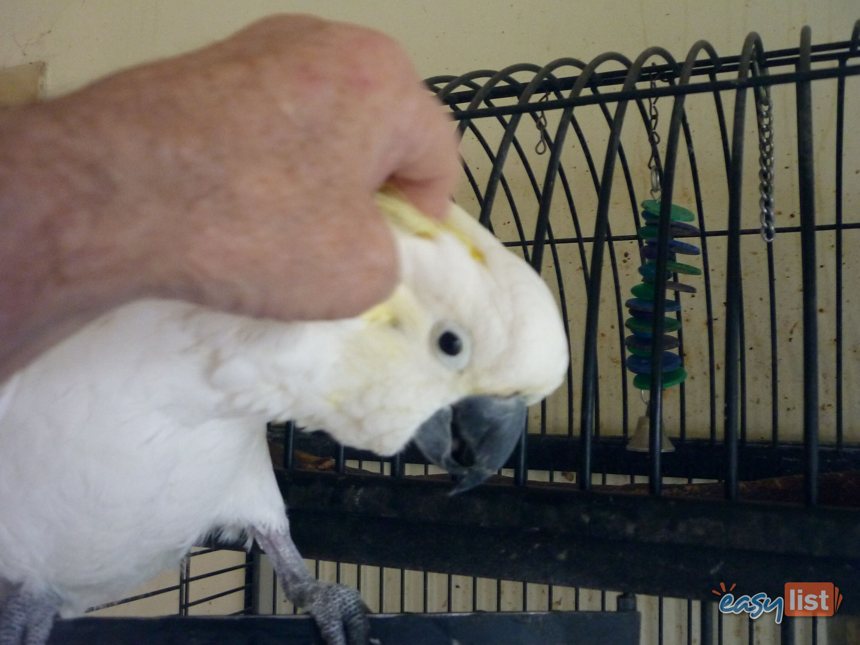 Cocky