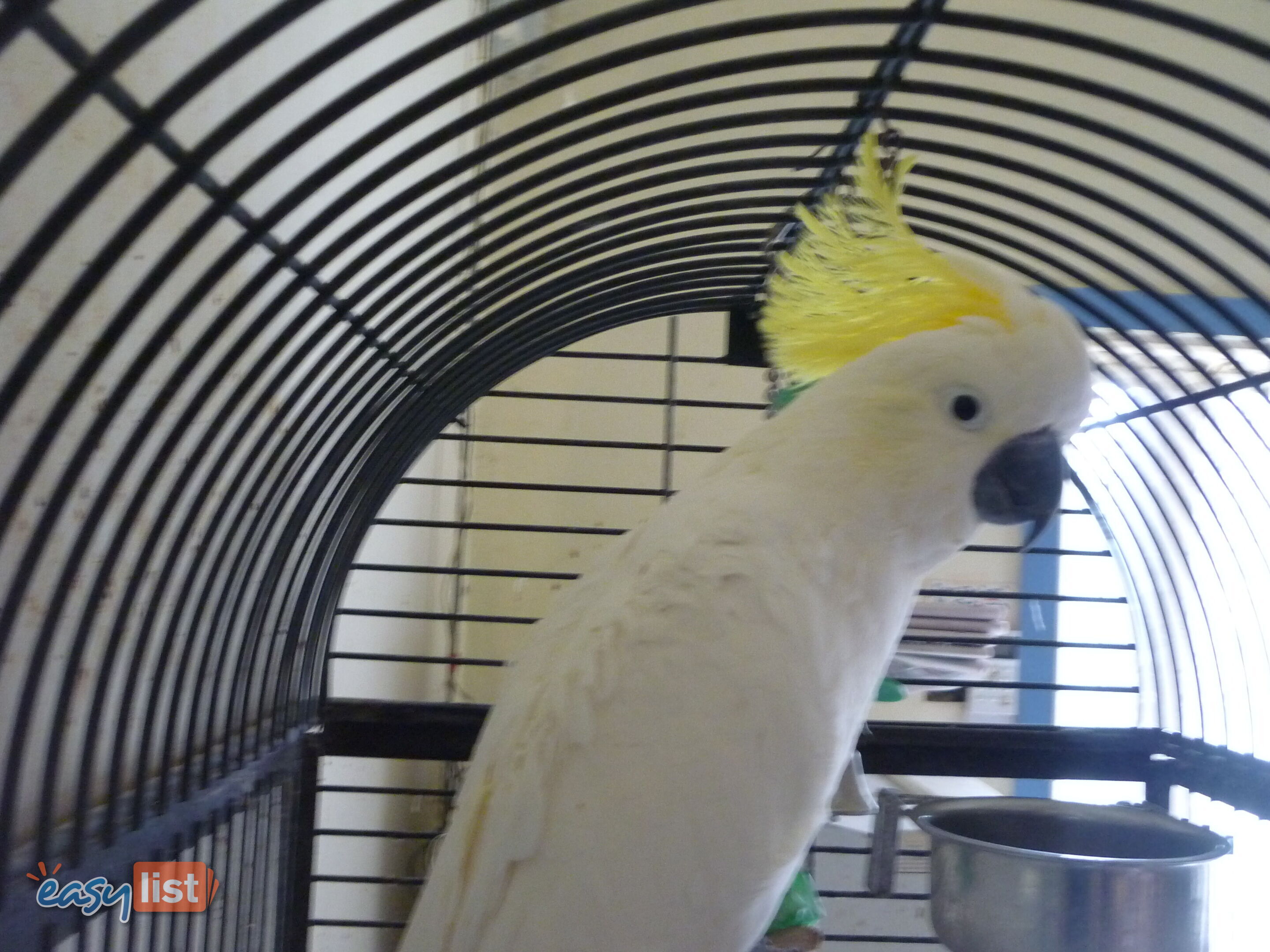 Cocky