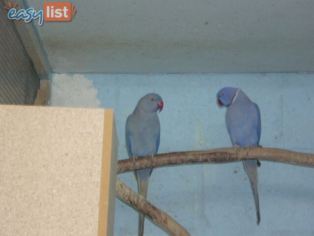 Indian ringneck deals parrot for sale