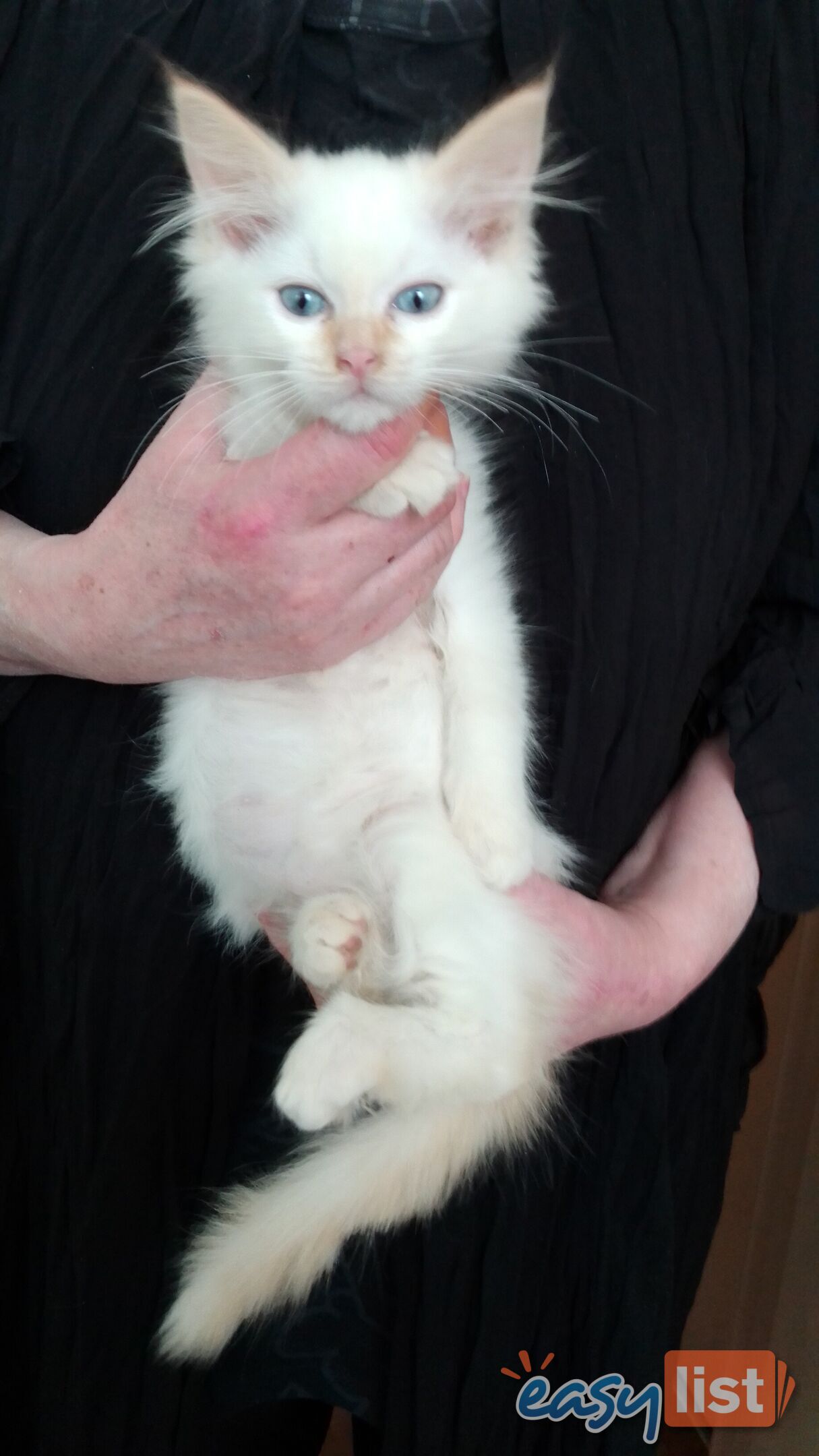 ChocolateSealPointMittedRagdollKitten