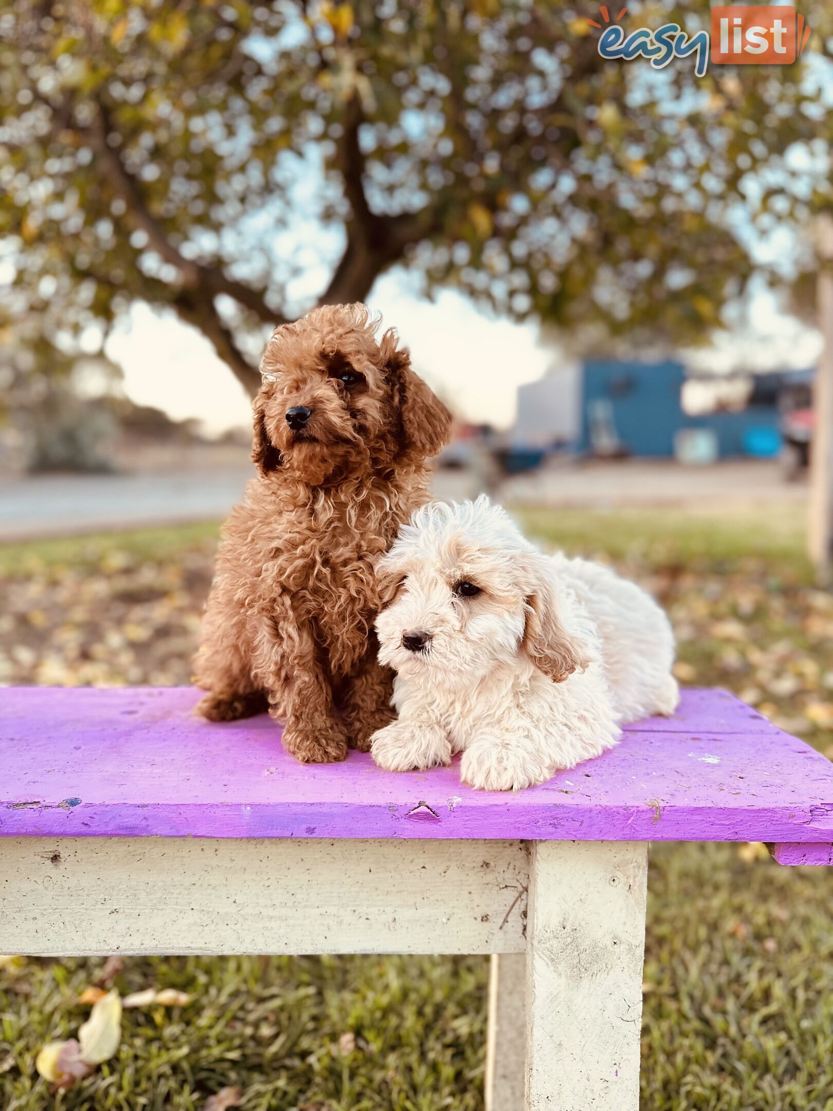 Puppies For Sale In Bathurst Orange Region,