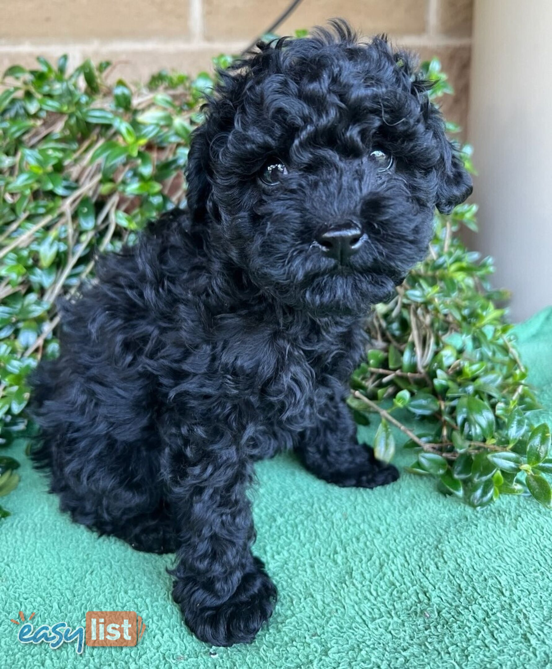 7 Poodle (Toy) Puppies in New South Wales