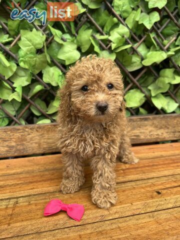 Gorgeous Toy Poodle puppies ready for their forever home - Genuine homes only