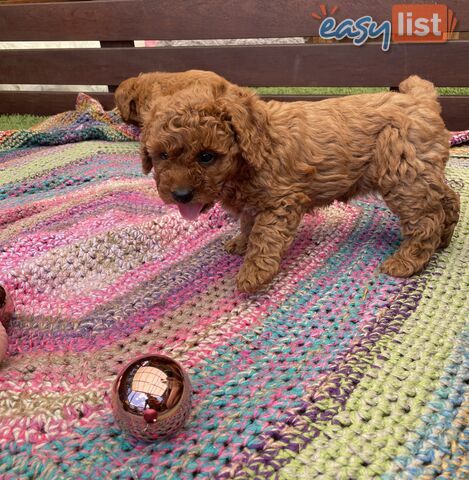 Toy Cavoodle Baby Boy