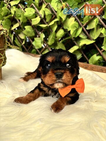 Pure Bred Cavaliar King Charles Spaniel puppies available 