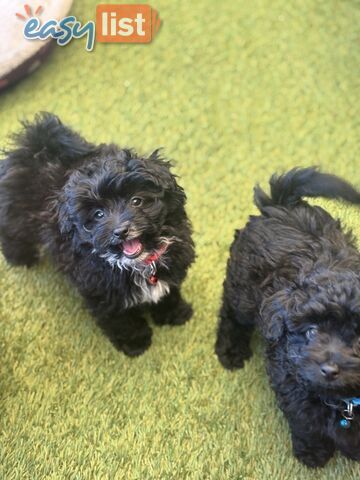 Toy Pomapoo Puppies! Miniature Pomeranian x Toy Poodle
