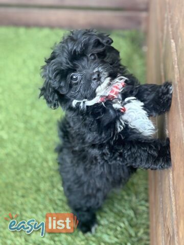 Toy Pomapoo Puppies! Miniature Pomeranian x Toy Poodle
