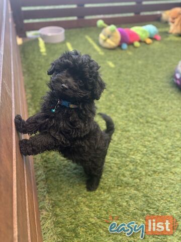 Toy Pomapoo Puppies! Miniature Pomeranian x Toy Poodle
