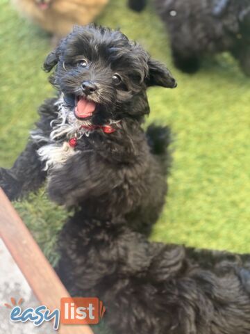 Toy Pomapoo Puppies! Miniature Pomeranian x Toy Poodle