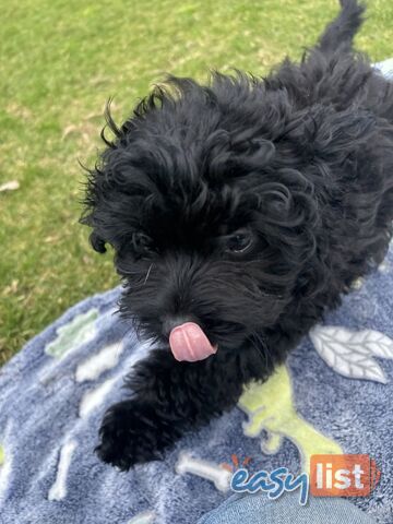 Toy Pomapoo Puppies! Miniature Pomeranian x Toy Poodle